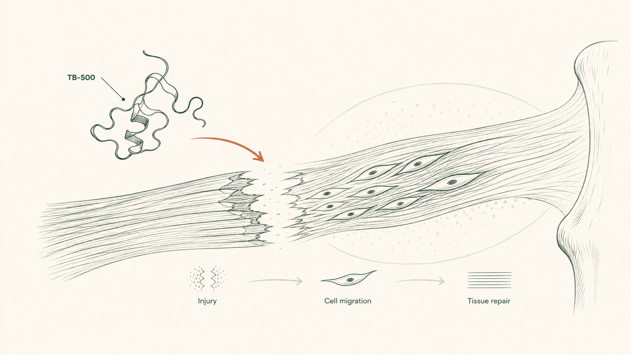 What Is TB-500? The Repair Peptide Fragment, Explained